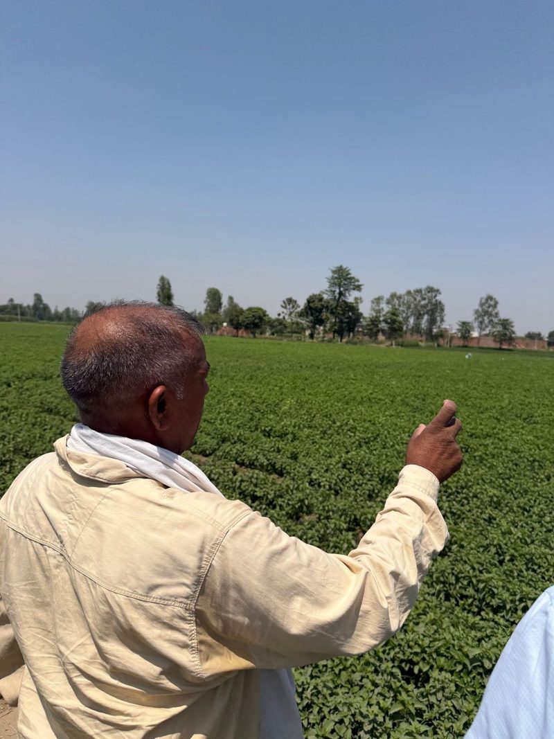 Mint farmer in his field
