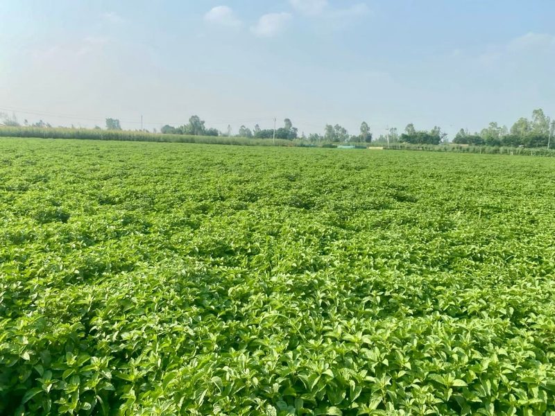 Mint fields, western Uttar Pradesh