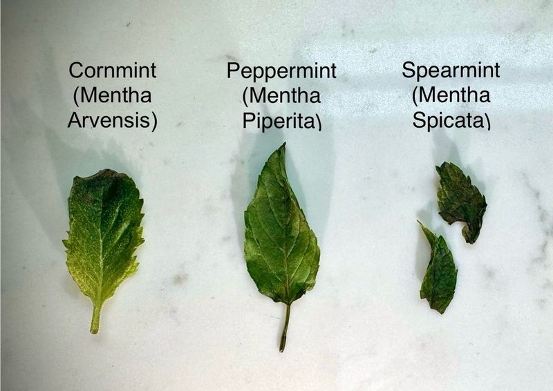 Cornmint, peppermint and spearmint