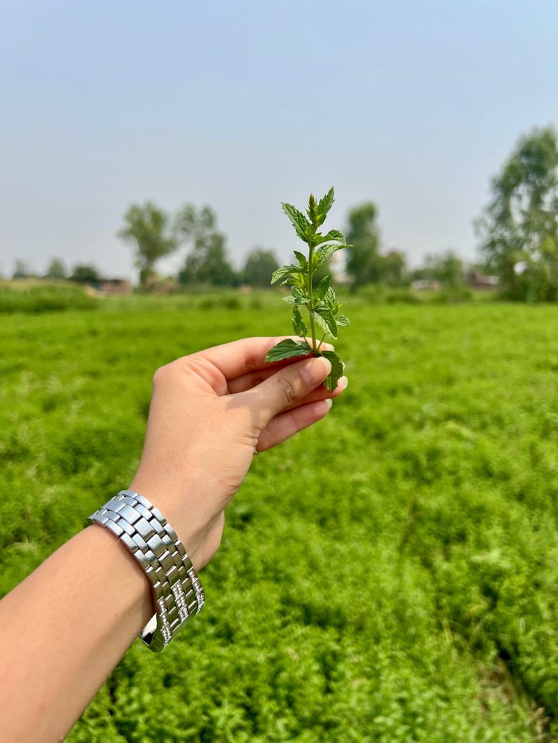 Fresh mint