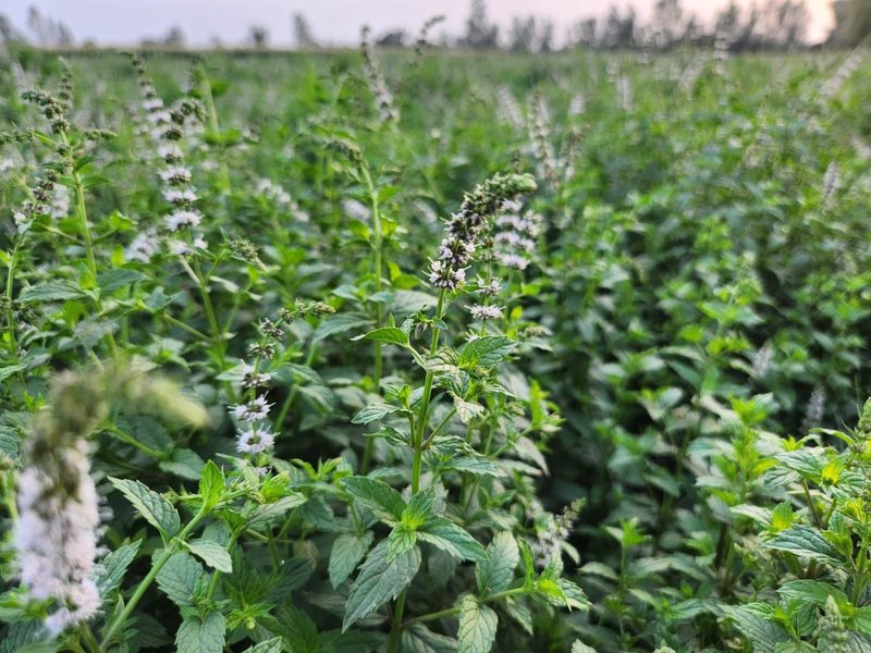 Spearmint in flower